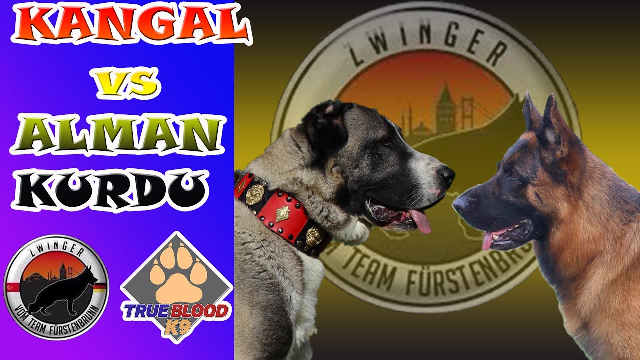 KANGAL VS ALMAN KURDU - TÜRK ÇOBAN KÖPEĞİ