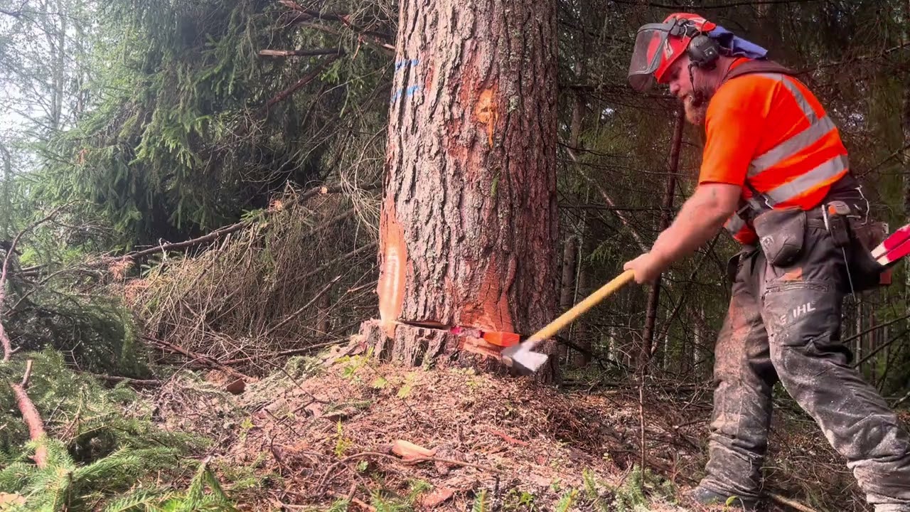 Stihls MS 661 fick starta upp dagens arbete