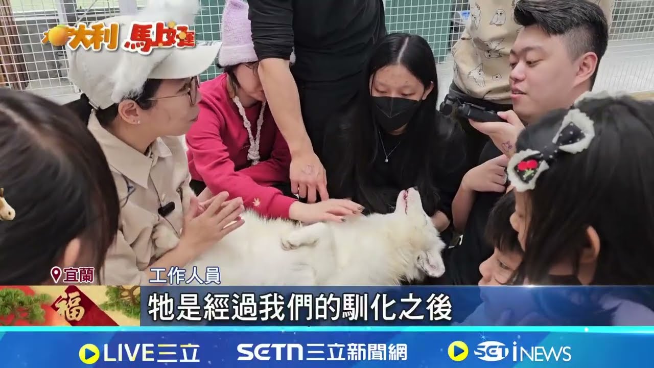宜蘭動物農場搶客戰! 雪白赤狐躺腿上