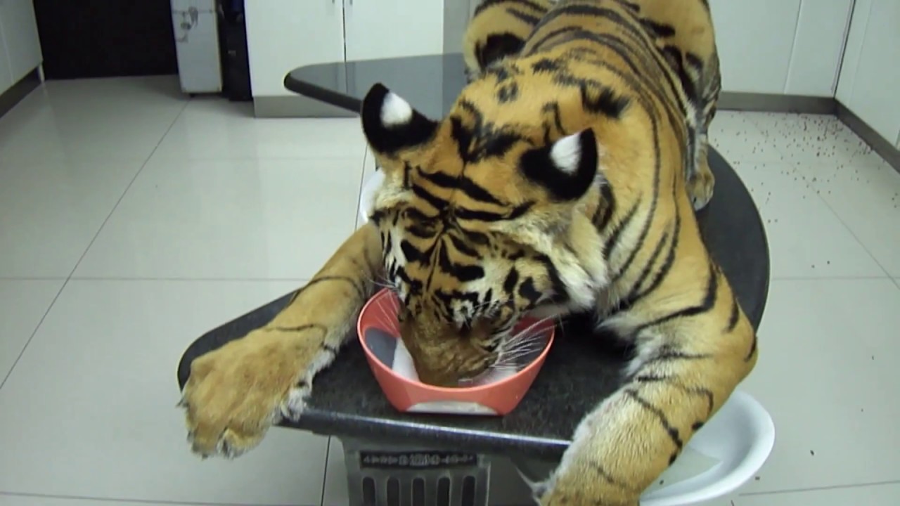 Expect this from a tiger in the house