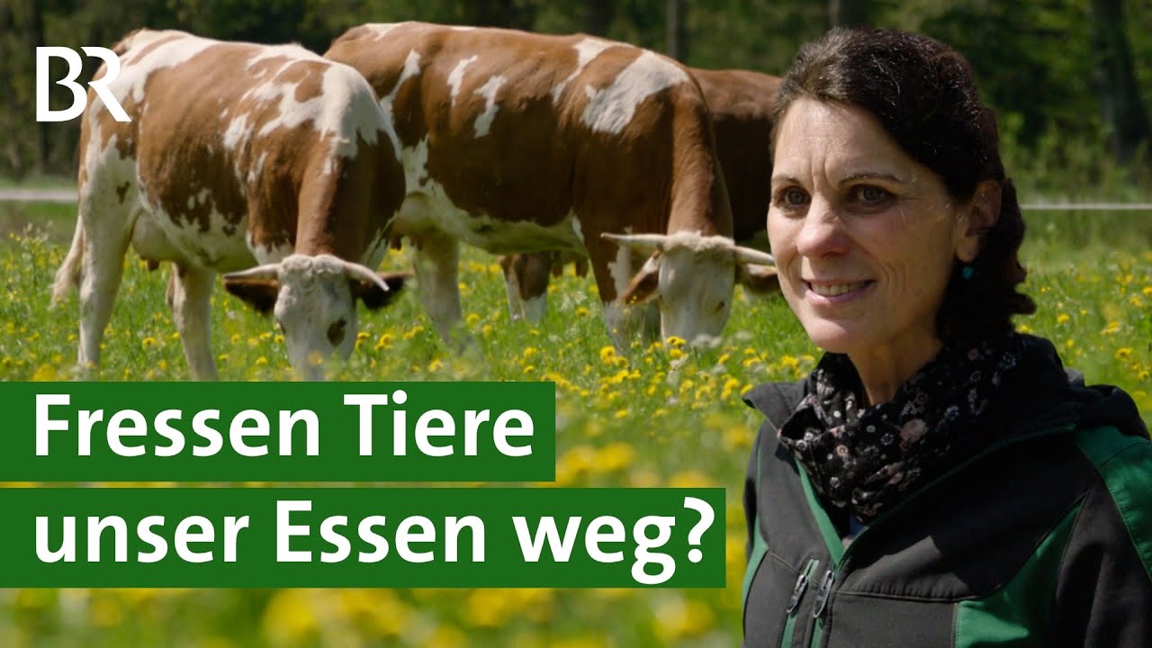 Drohender Getreidemangel? Gras als Tierfutter f&uuml;r Milchk&uuml;he | Heumilch | K&auml;se | Unser Land | BR