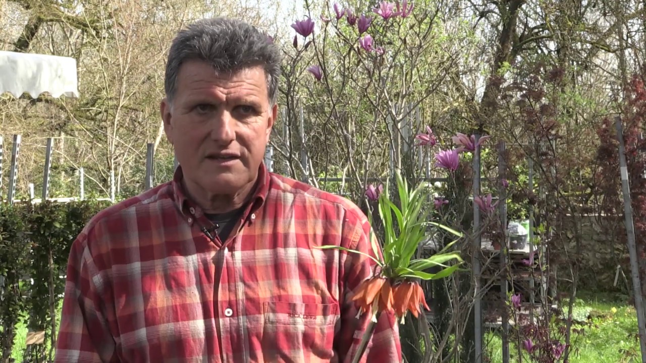 FRITILLAIRE IMPERIALE, une SPECTACULAIRE FLORAISON - Conseils de plantation et de culture