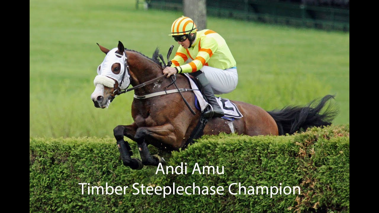Andi Amu, Steeplechase Racehorse Champion Photo Slide Show Tribute