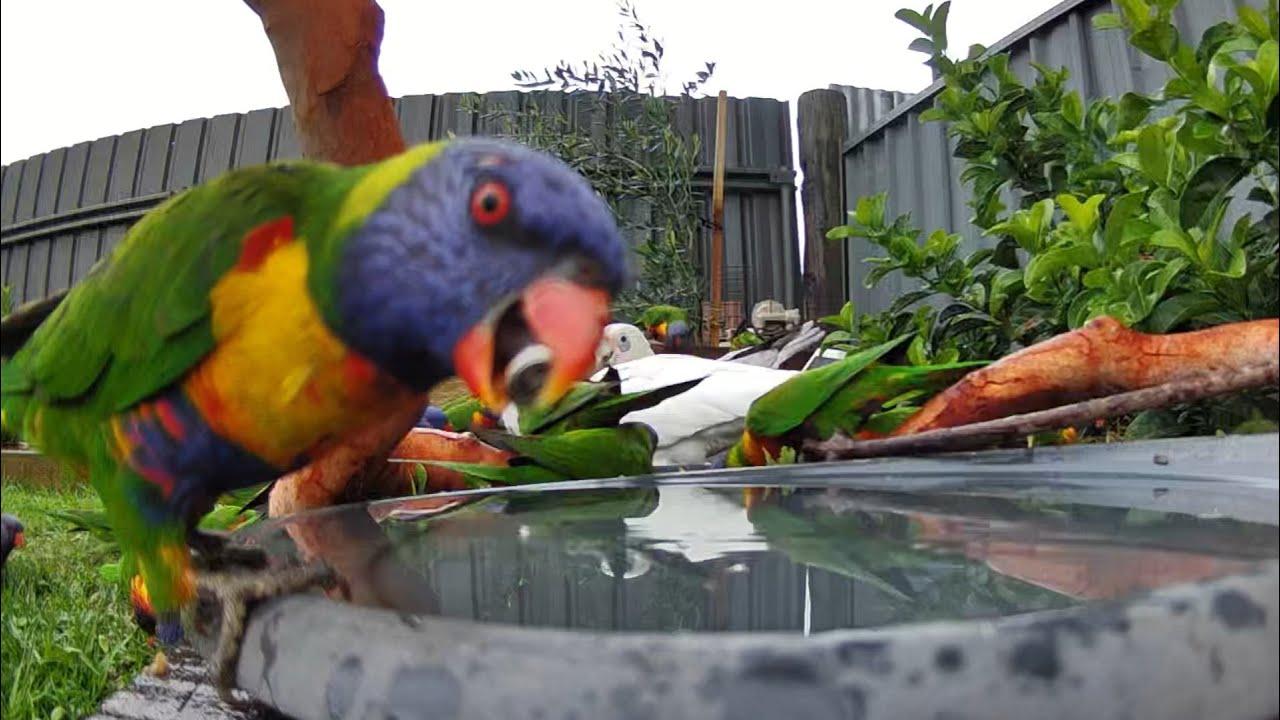 Australian Bird Bath Cam | 15/1/26 | yellow tail black cockatoos | rainbow lorikeets | angry birds