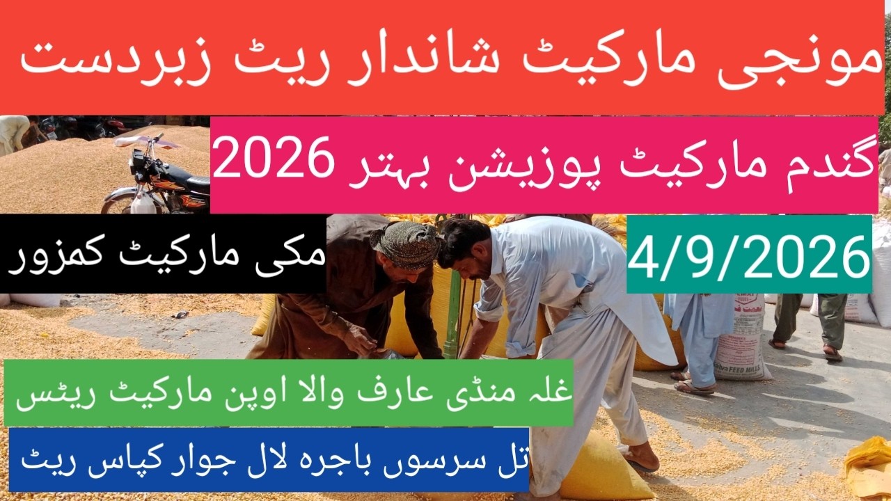 Today wheat price in Punjab 2026| dhan price today| maki till sarso bajra| Ghalla Mandi Arifwala