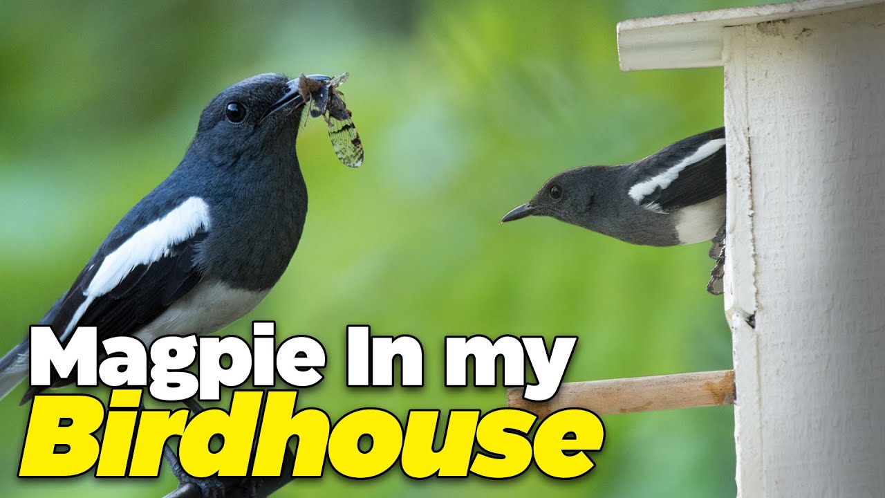 My birdhouse  |  Oriental magpie robin Nest  | Wild sb