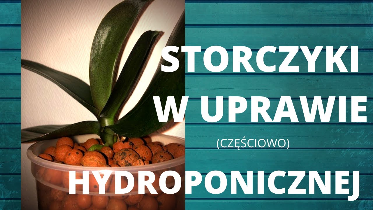 Jak uprawiać storczyki w keramzycie? Uprawa hydroponiczna storczyka