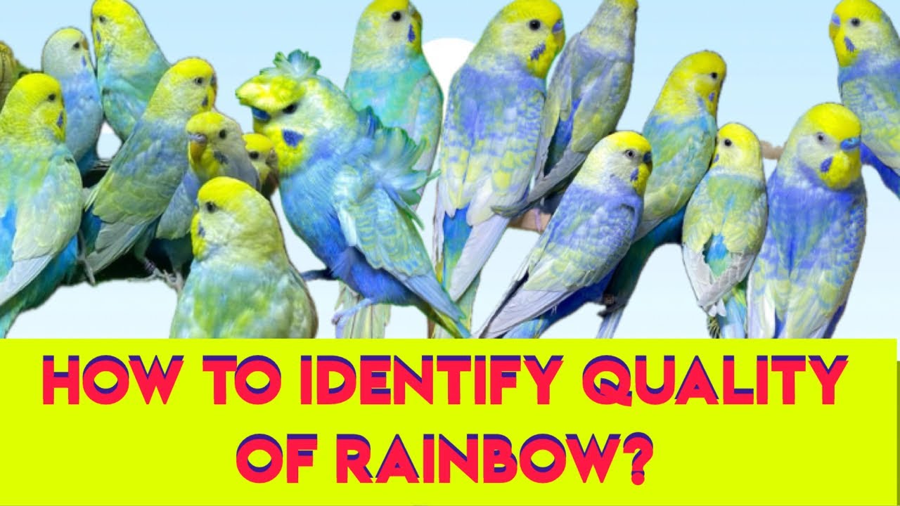 HOW TO IDENTIFY QUALITY OF RAINBOW BUDGIES? Part 2 || TOP CLASS || HIGH QUALITY RAINBOW KIA HUTA???
