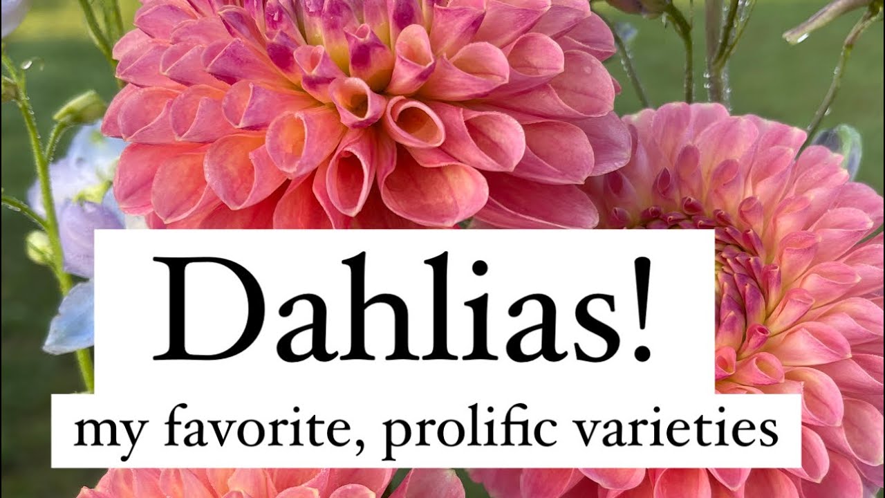 Dahlias!!  My favorite varieties (so far) that pump out blooms! #dahlias #flowers #flowerfarming