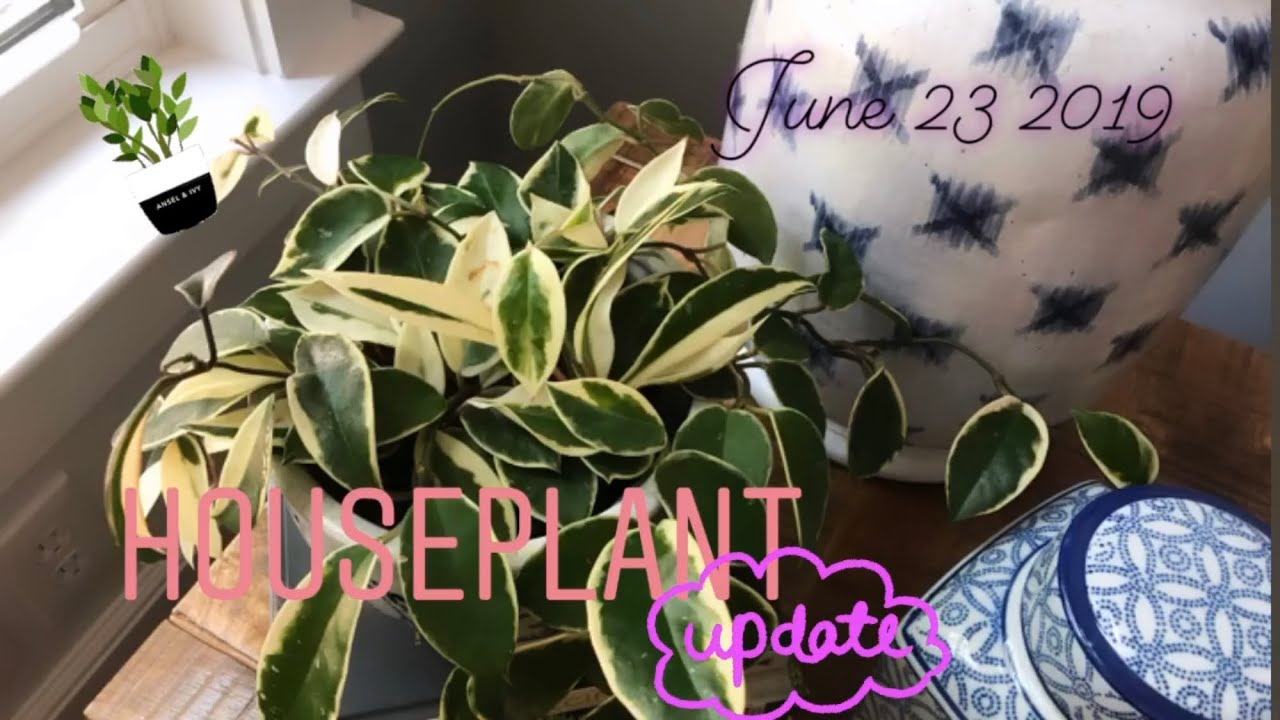 Houseplant Update: June 23 2019