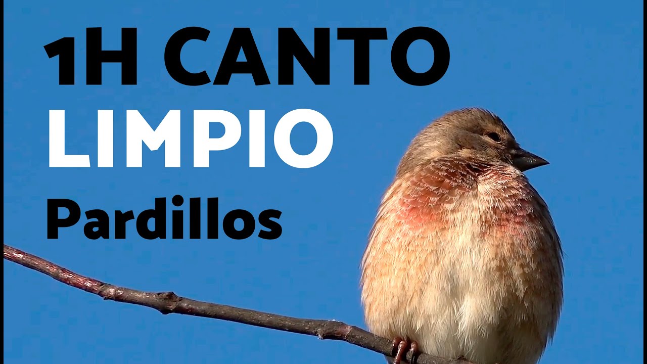 1h CANTO de PARDILLOS 🐦 (Chant linotte 1h)