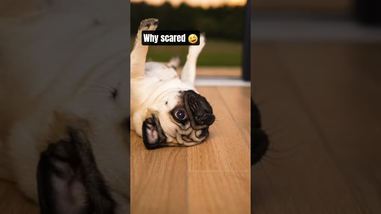 why puppy scared 