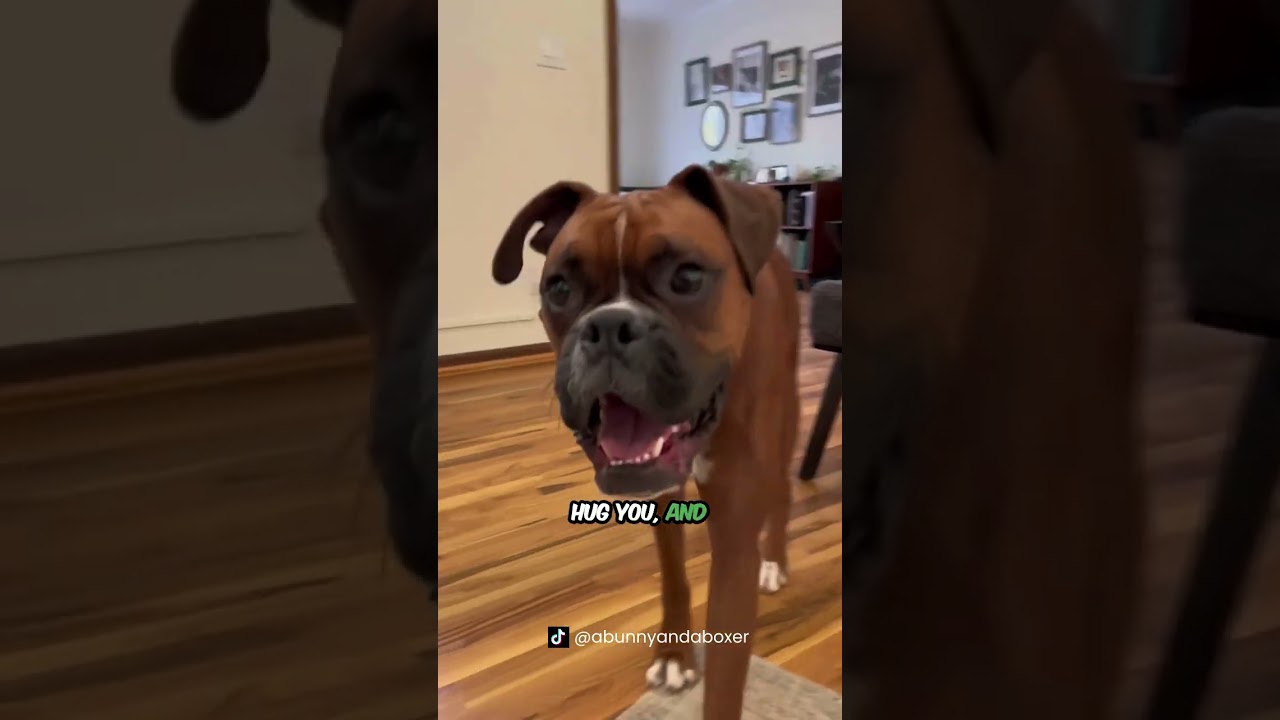 Dogs Who Think They&rsquo;re Humans! 🐶😂 #dogshorts #doglovers #viralshorts #pets #shorts