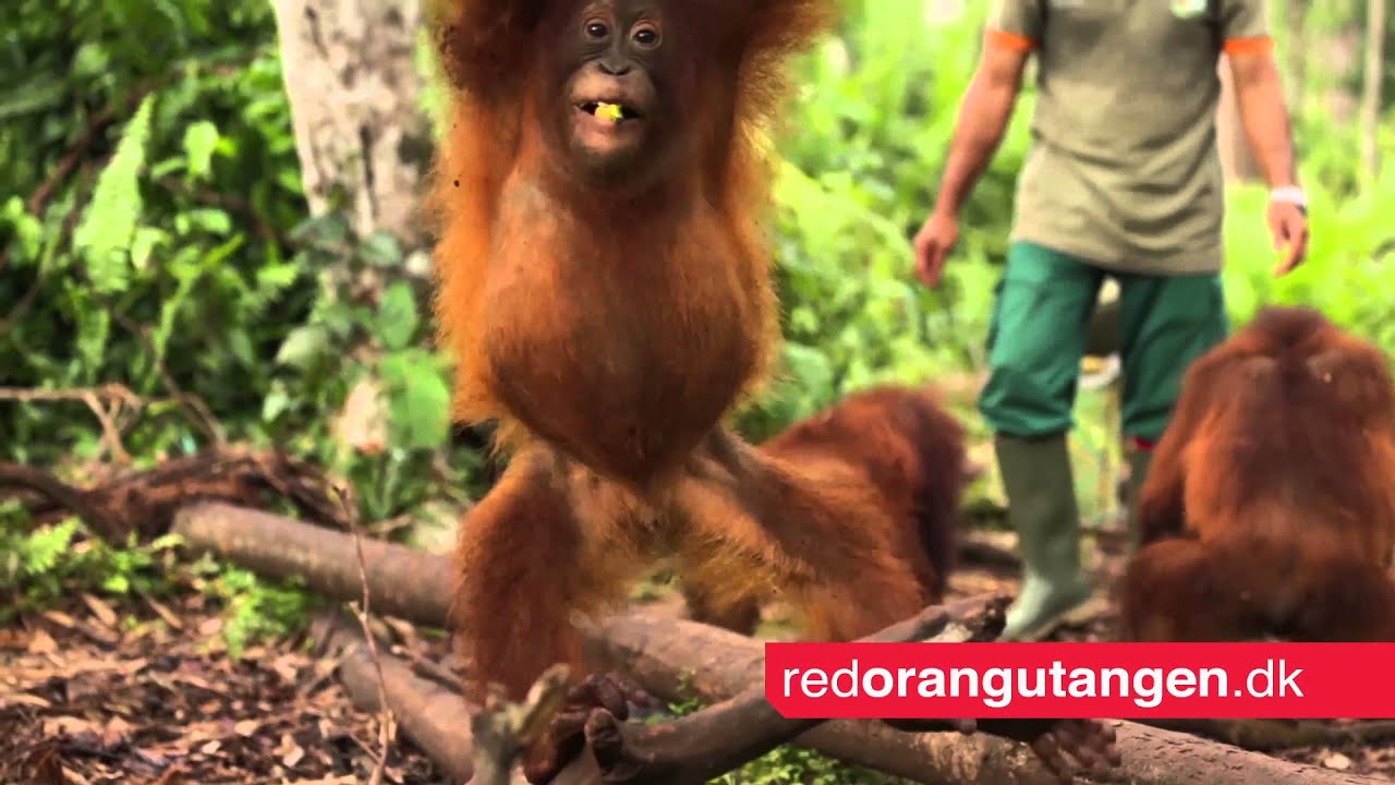 Sammen g&oslash;r vi en forskel! - Red Orangutangen 2014