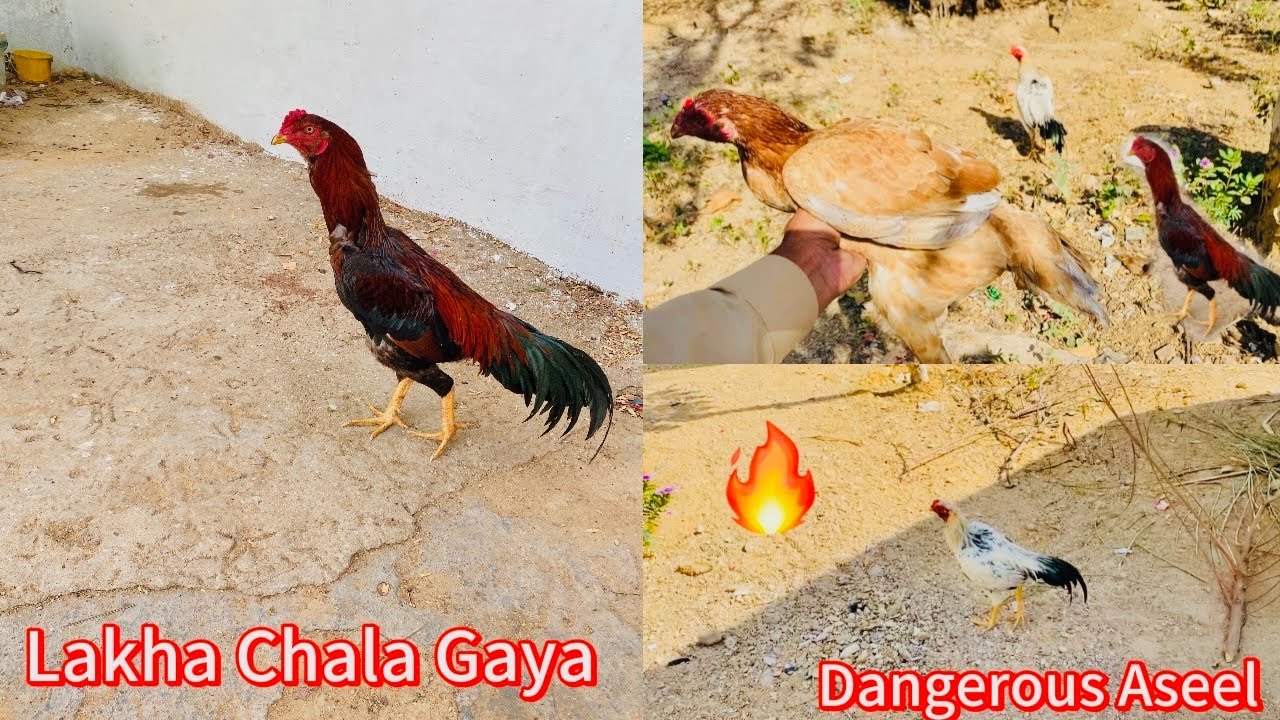 Lakha Murga Chala Gaya😢 Aseel Pathy Ho Gai Dangerous 😱