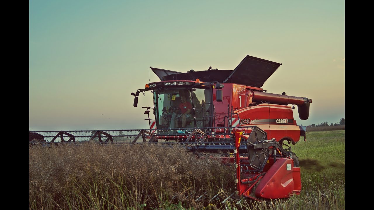 Żniwa 2017: Walka z czasem trwa! 3x Case IH 8230 w rzepaku (650 ha)