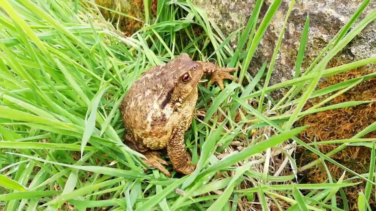 Sapo y gato en San Martín de Valdelomar (Valderredible, Cantabria)