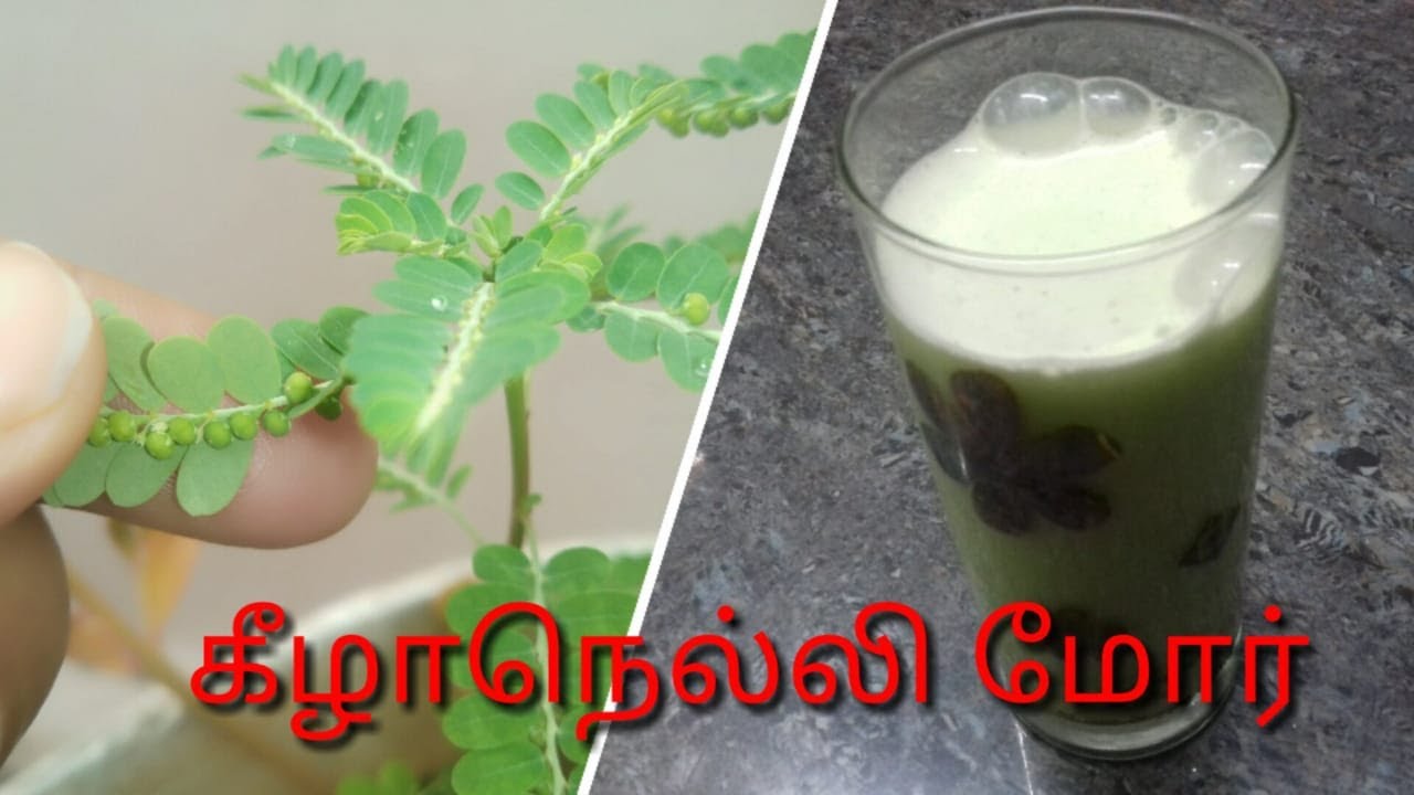 பேரை கேட்ட உடனே செய்யாமல் விடாதீங்க /கீழாநெல்லி மோர் செய்வது epadi/keelanalli buttermilk