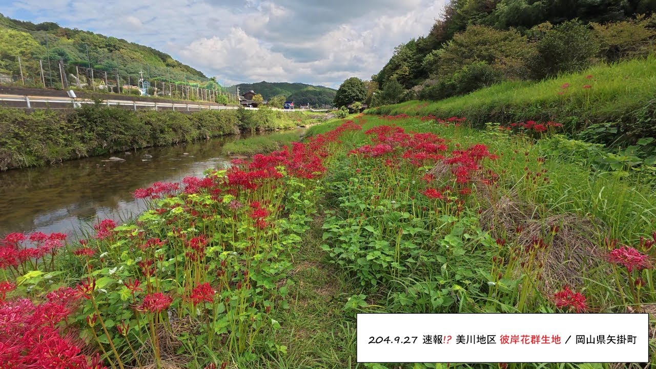 ◎204.9.27 速報!?「美川地区 彼岸花群生地」/ 岡山県矢掛町