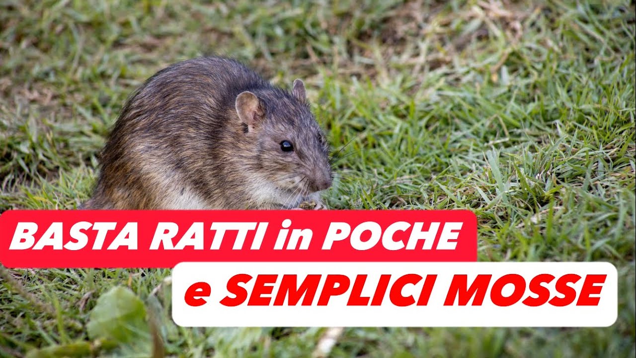Come Eliminare e Contenere i Ratti