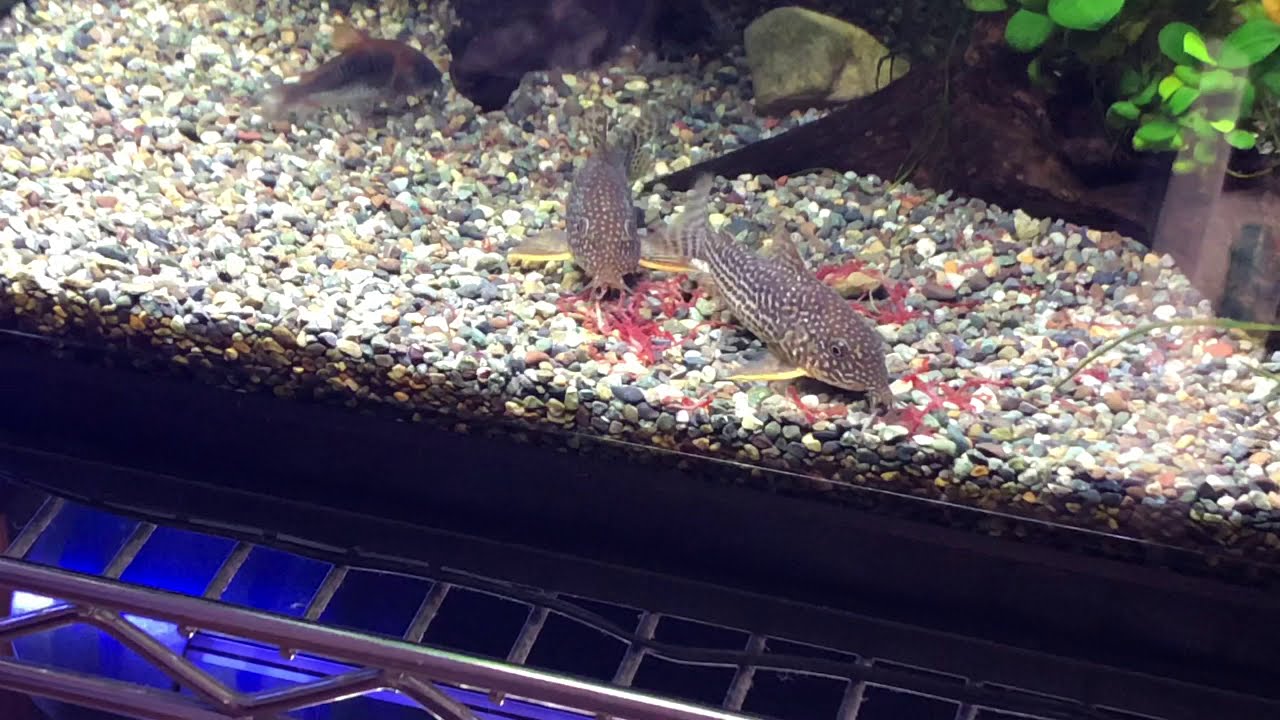 コリドラスに直接⁉︎冷凍赤虫の与え方〜水遊記流〜