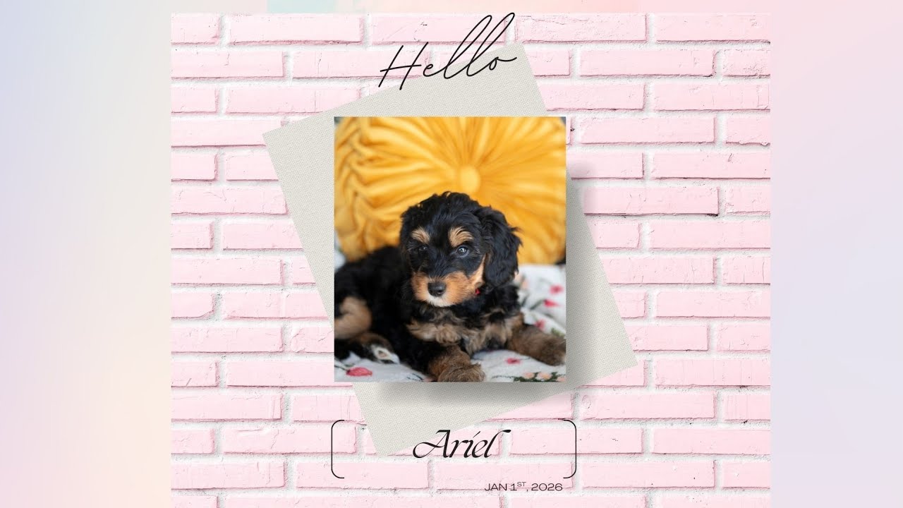 Ariel's Temperament Evaluation 