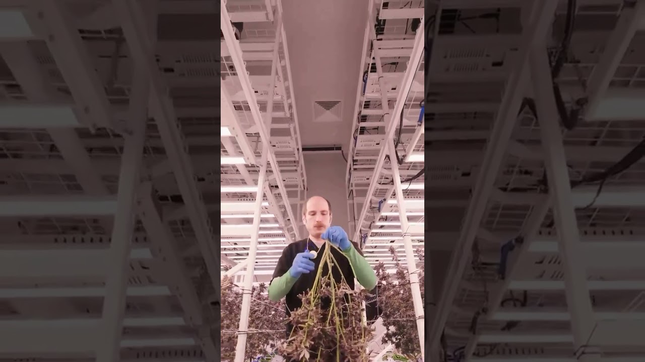 Cannabis Cultivation Education | Northshore MA