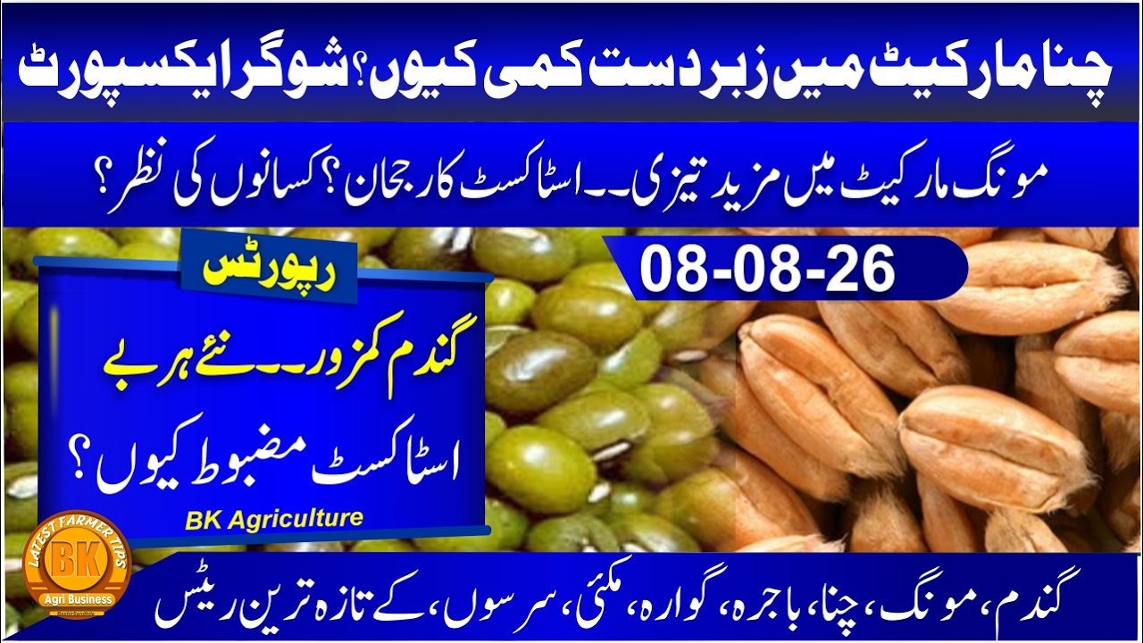 today wheat in pak | Moong latest rate today | chana update pakistan & Austraila | Business profit