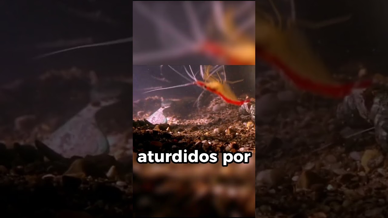 El GOLPE que alcanza la TEMPERATURA del SOL🥵🌞 #sabiasque #shorts #animals