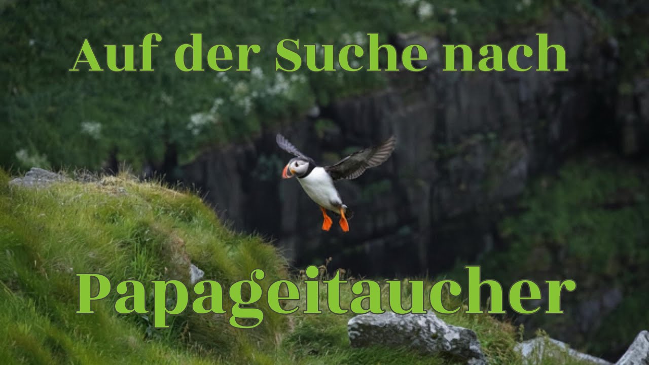 Auf der Suche nach Papageientaucher u Co. Norwegen Insel Runde