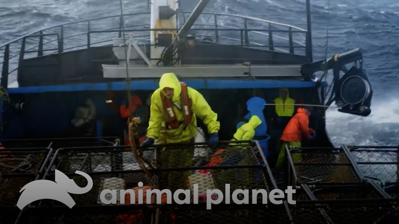 Un tripulante de una embarcaci&oacute;n pesquera se salva de un accidente | Pesca Mortal | Animal Planet