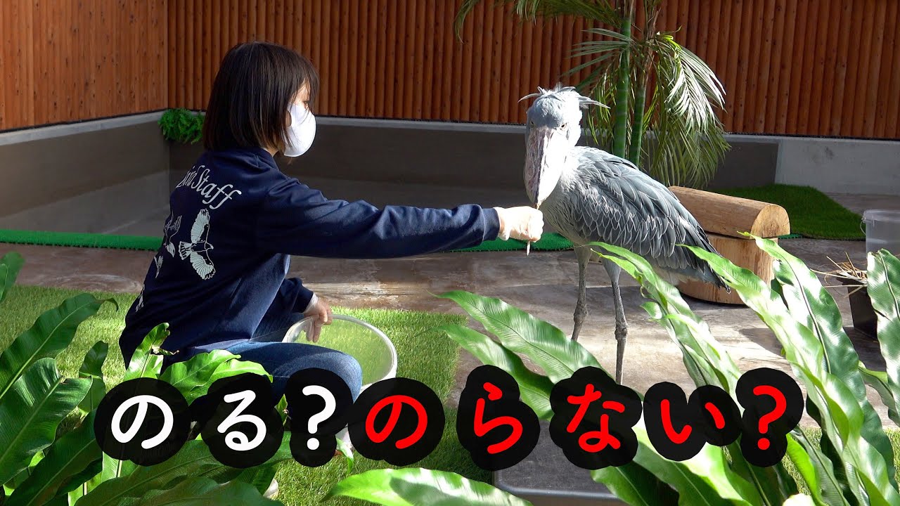 体重計に乗らずにごはんを食べたいハシビロコウのふたばちゃん!【夏のふたば2021】Summer Futaba 2021-22 FUTABA