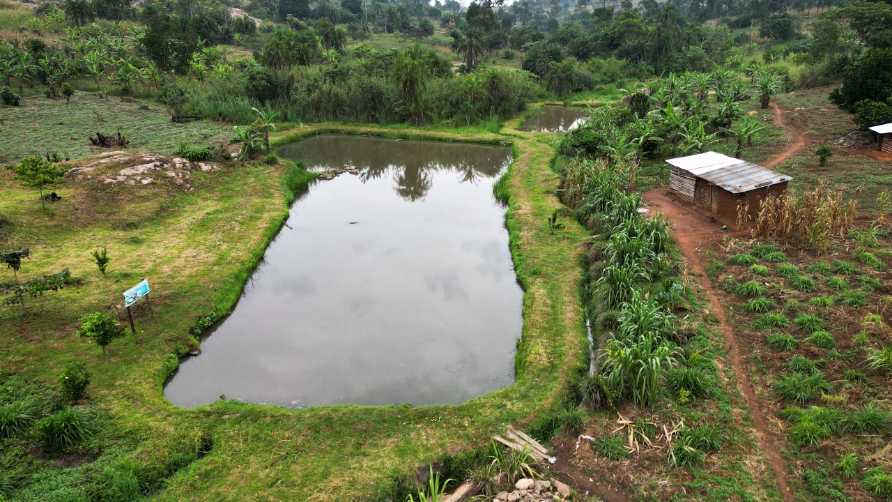 Part three of how Busesa Demonstration Farm evolved since 2014  by Dr lubega the Executive Director