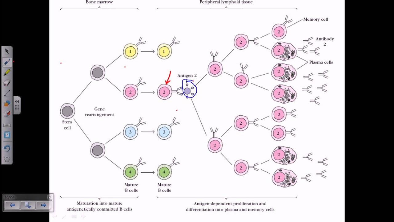 B cell maturation