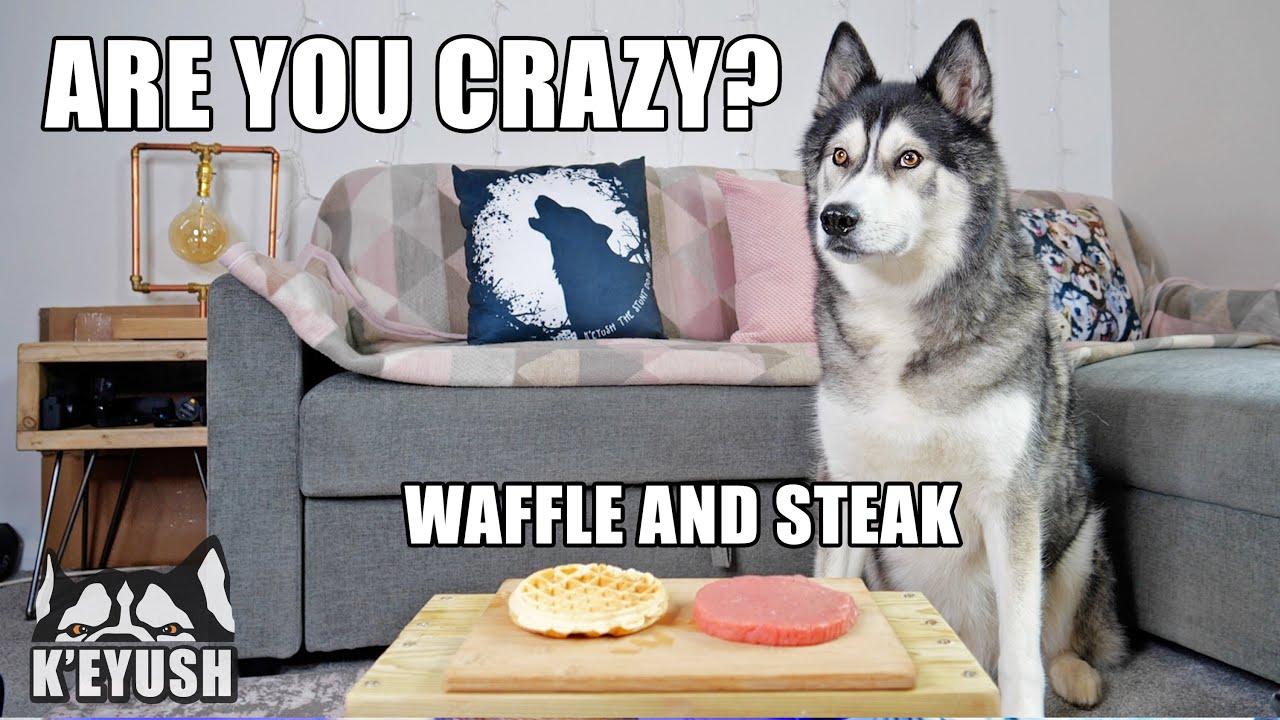 Left My Husky Alone With Steak And Waffles! He Can&rsquo;t Believe it!