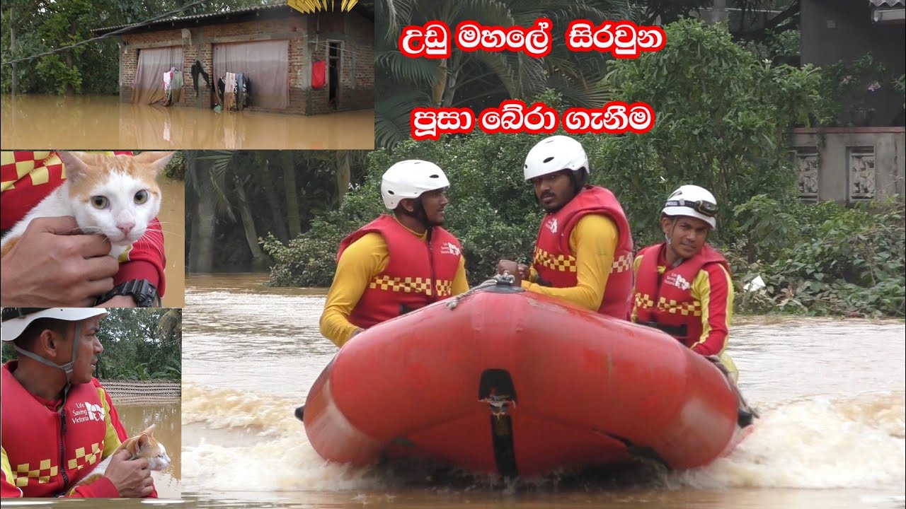 මහ ජලකද මැද උඩුමහලේ  සිරවුන පුසා බේරාගැනීම 
