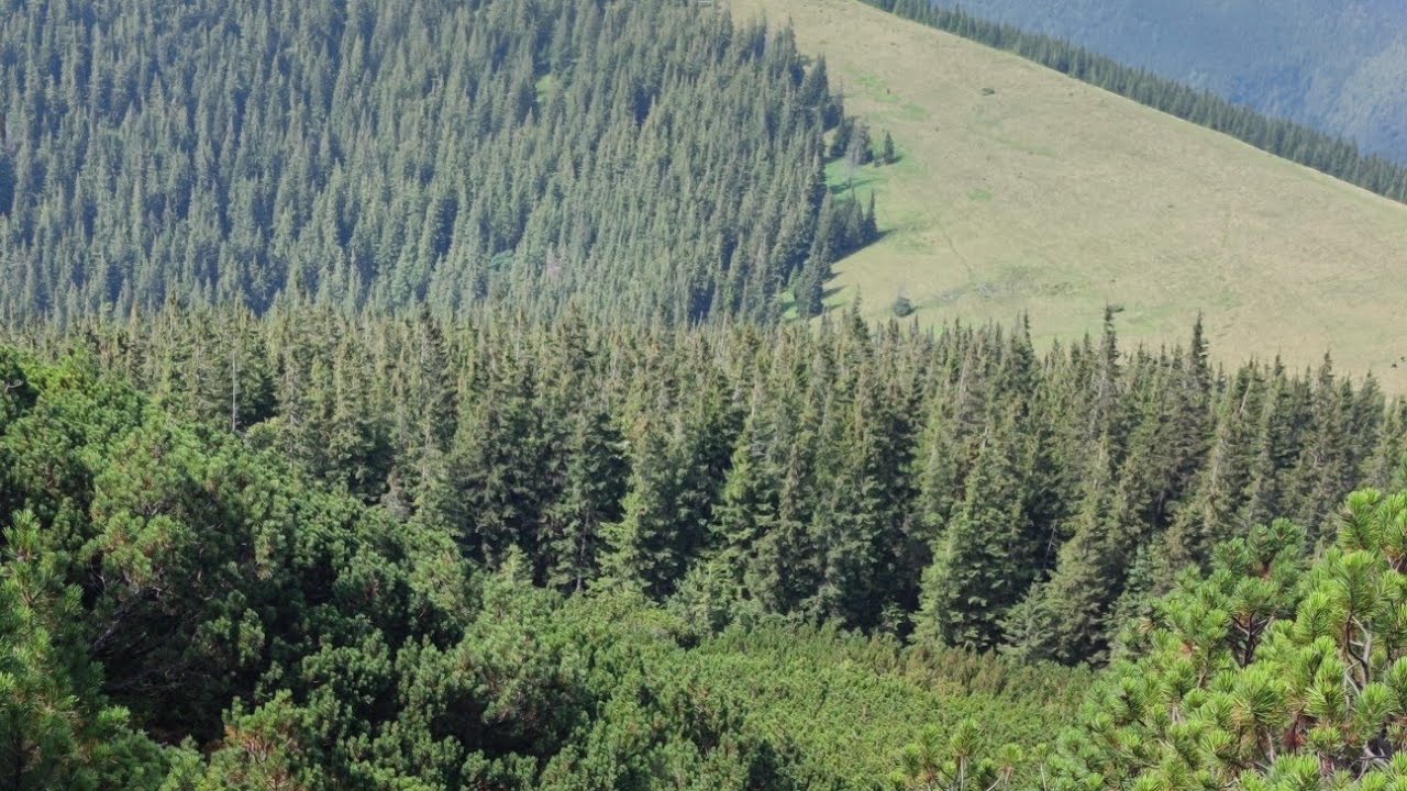 Гора Хомяк, путь новичка от А до Я. (гора синяк). отдых в с. Поляница.
