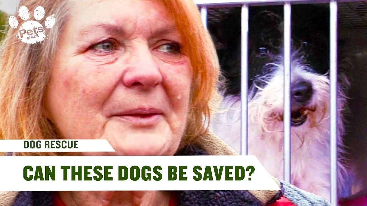 Why These Dogs Can’t Find Safe Homes | Dog Rescue E4 | Pets Up Close