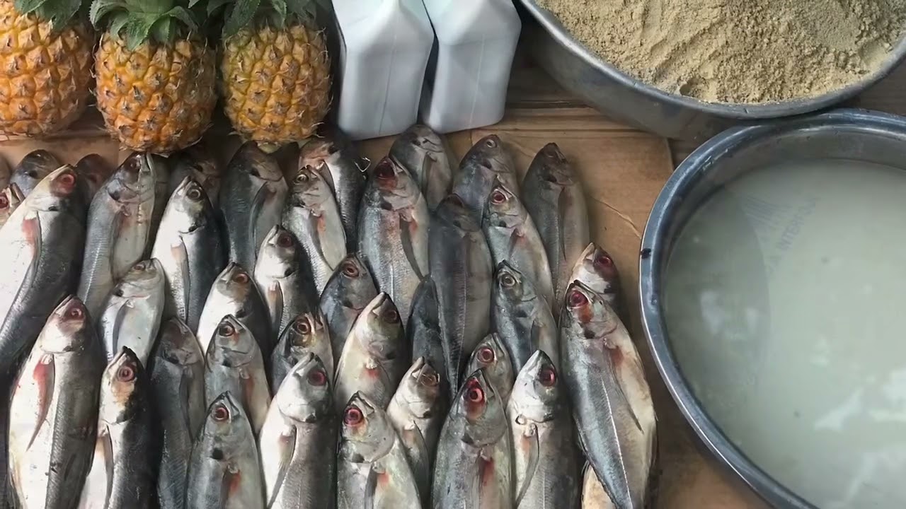 Homemade fish emulsion fertilizer for plants