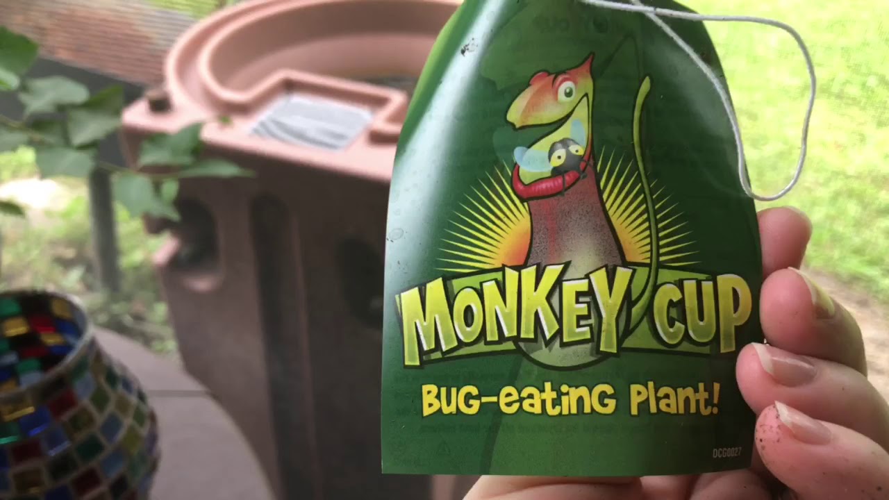 Monkey pitcher cup plant carnivorous