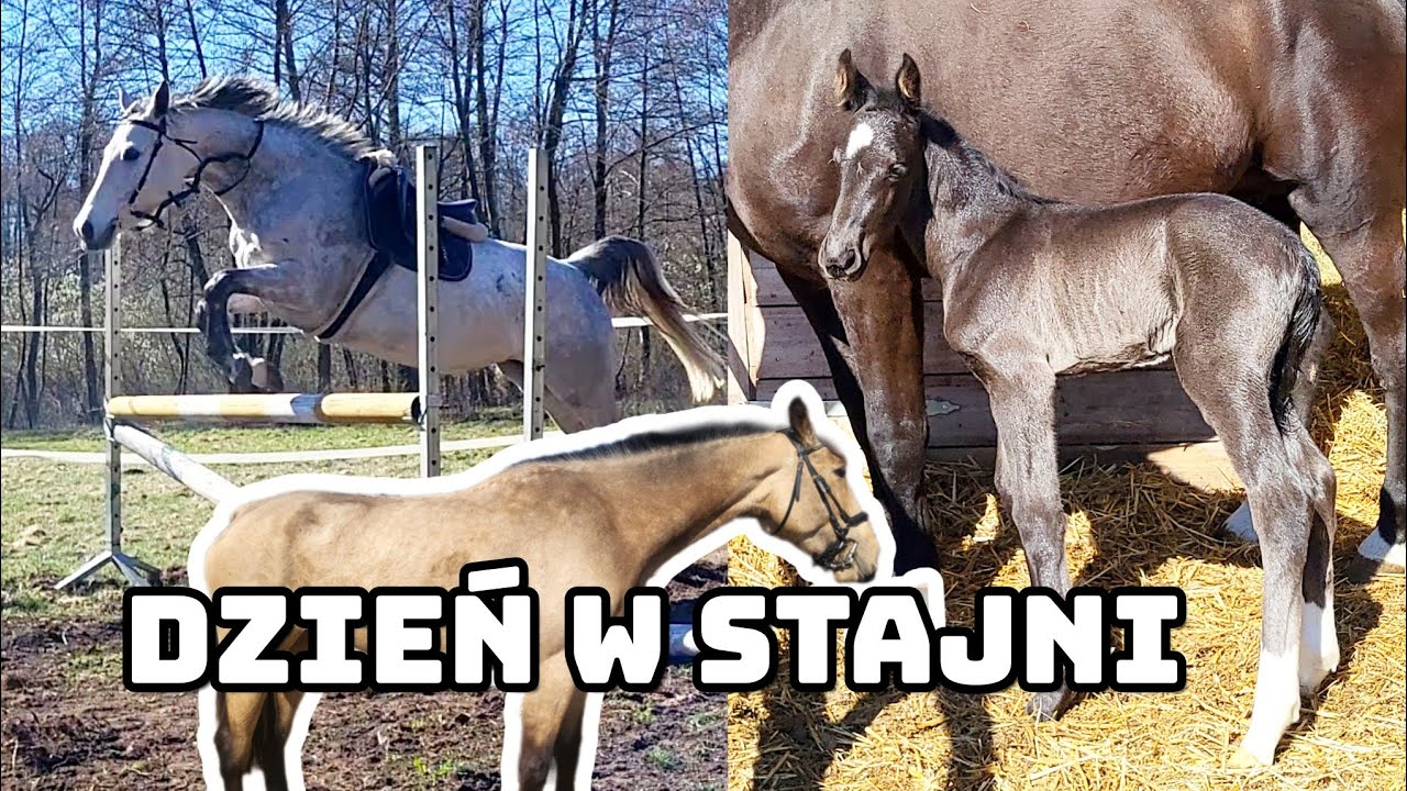 VLOG STAJENNY / 2 DNIOWY ŹREBAK / GWIAZDKA SKACZE! / ZAWODY HOBBY HORSE?