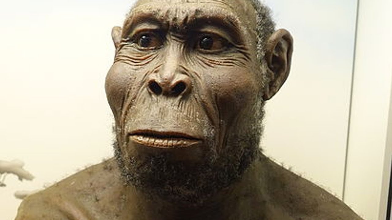 Early Genus Homo: Homo habilis and Homo rudolfensis