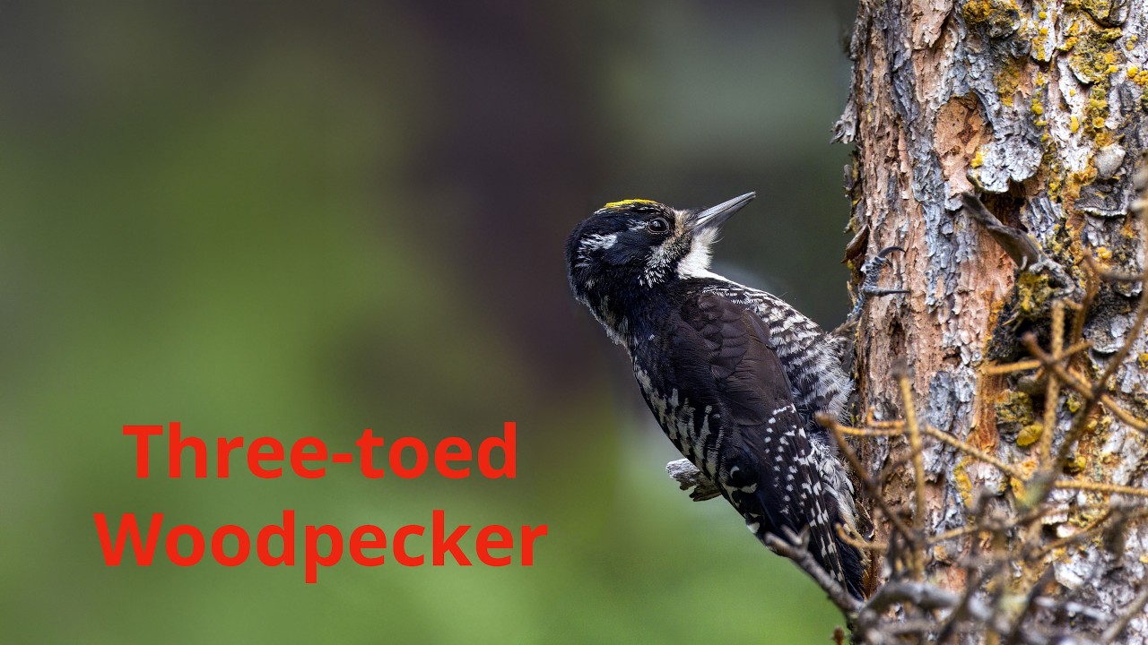 Three toed Woodpecker