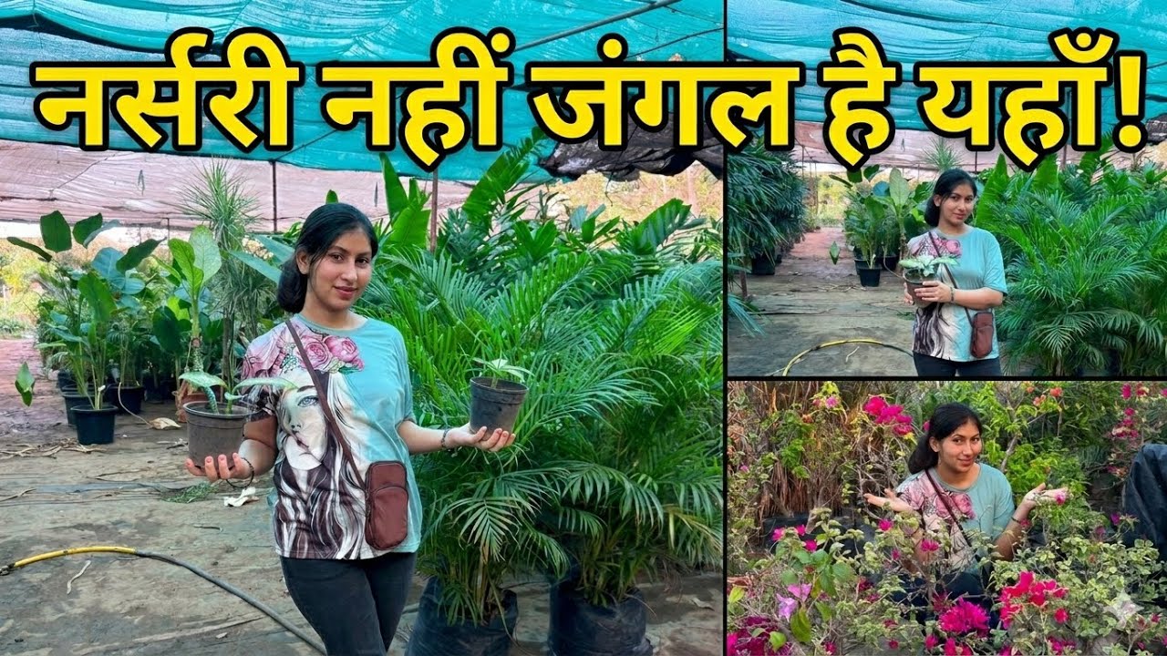 Humne apne garden m New plants add kie🪴🌱 || Samne se shooting hote hue dekhi😍|| Kanchan Tiwari 