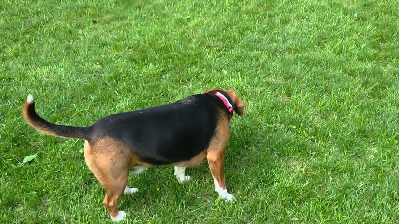 OLLIE AND CADBURY GRASS TIME.
