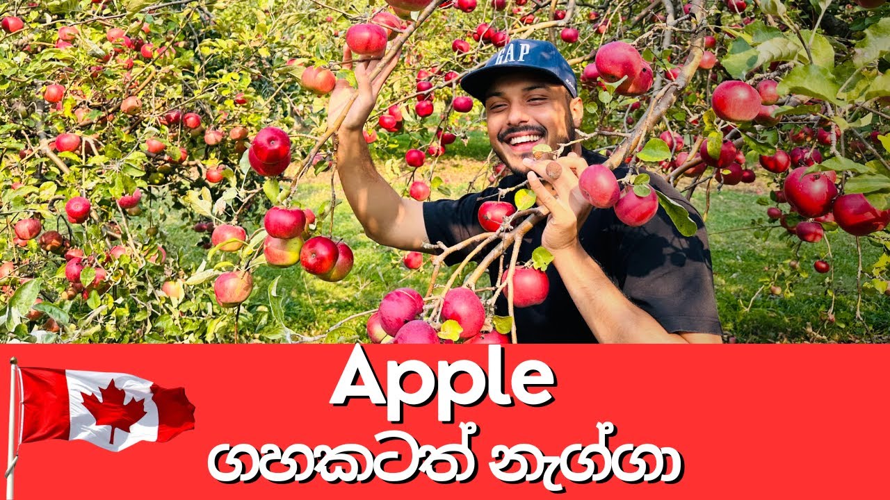 Apple ගහකටත් නැග්ගා 🇨🇦  | All You Can Eat Apples | Vlog 12 | Canada Sinhala | Vishmith W