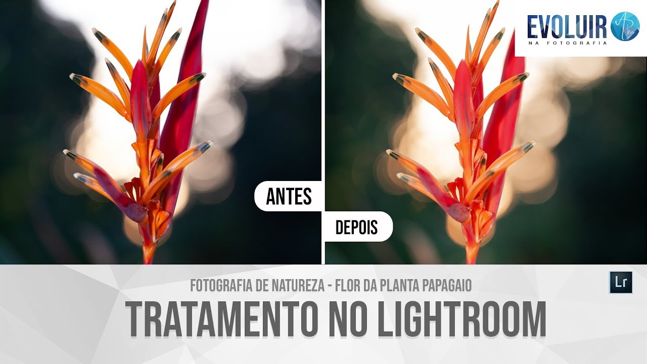 Fotografia de natureza - Planta papagaio - Tratamento no Lightroom