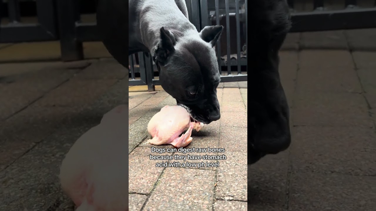 Panther eats raw chicken with bones