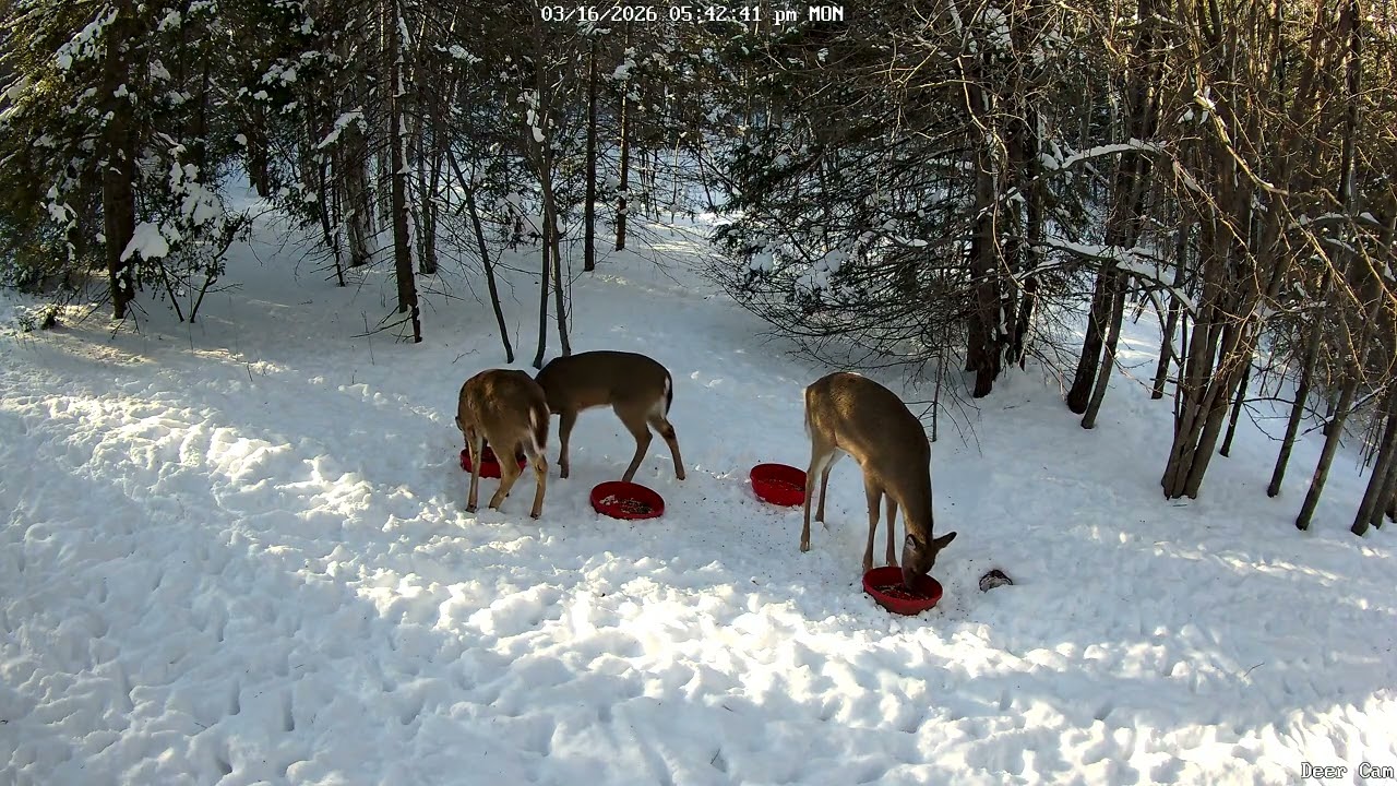 Deer 3-16-2026 5:29 PM
