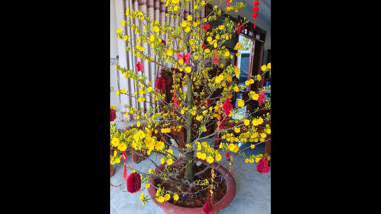 SDT  Zalo 0865148470 Shop Trang sức Đồng Đỏ Nhị Mai deo thường ngày rửa xa bông chanh sáng bóng đẹp